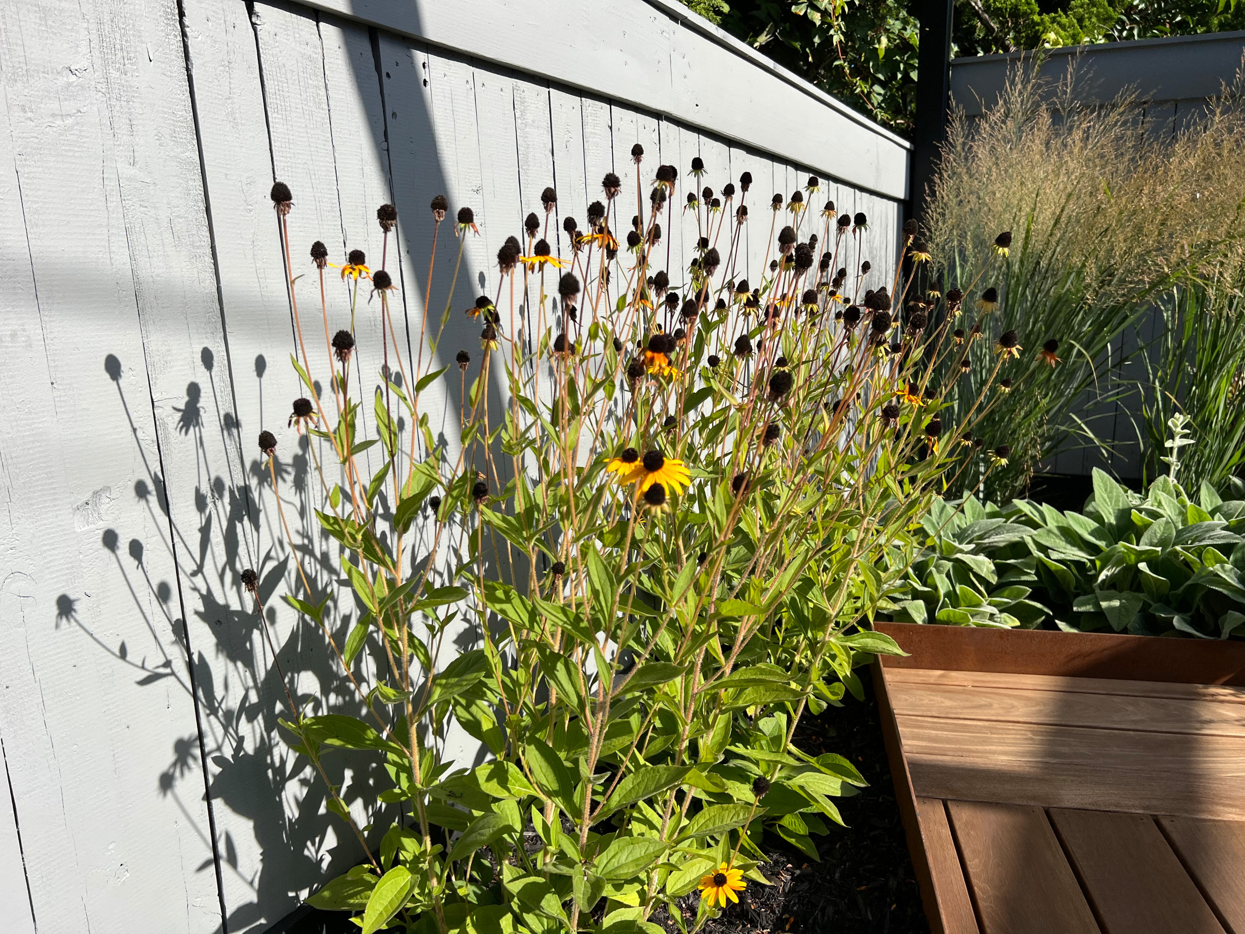 Paved patio with metal grating garden