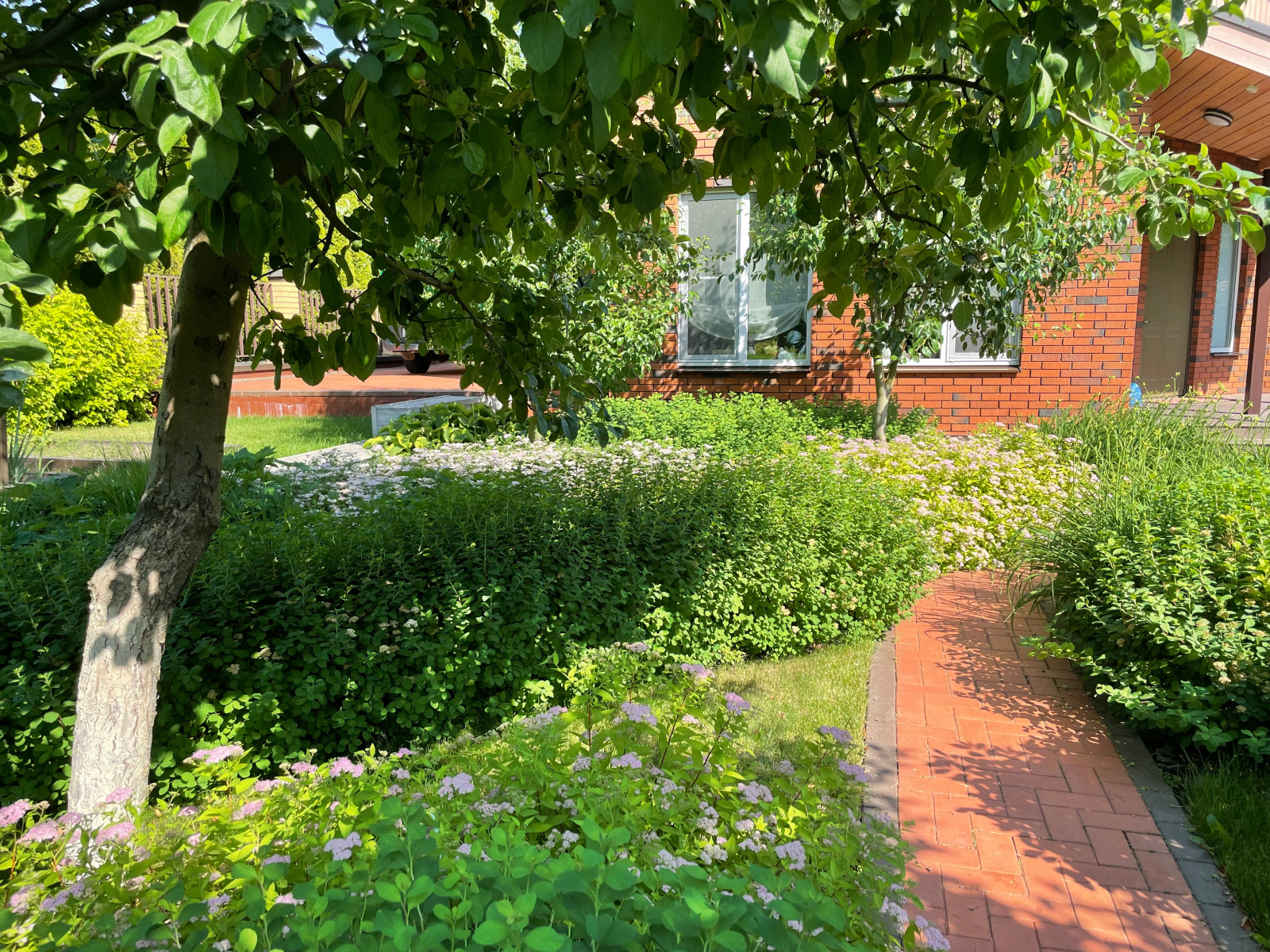 Яблоневый сад. Бурцево, Московская обл.