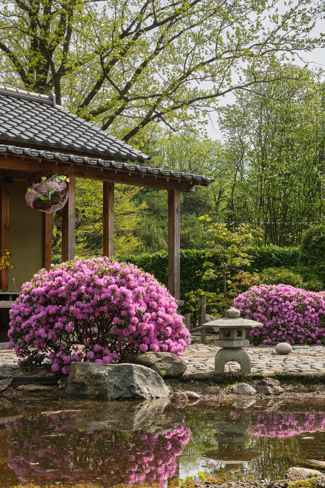 Японский сад в Ботаническом саду БИН РАН, СПб, Петроградка