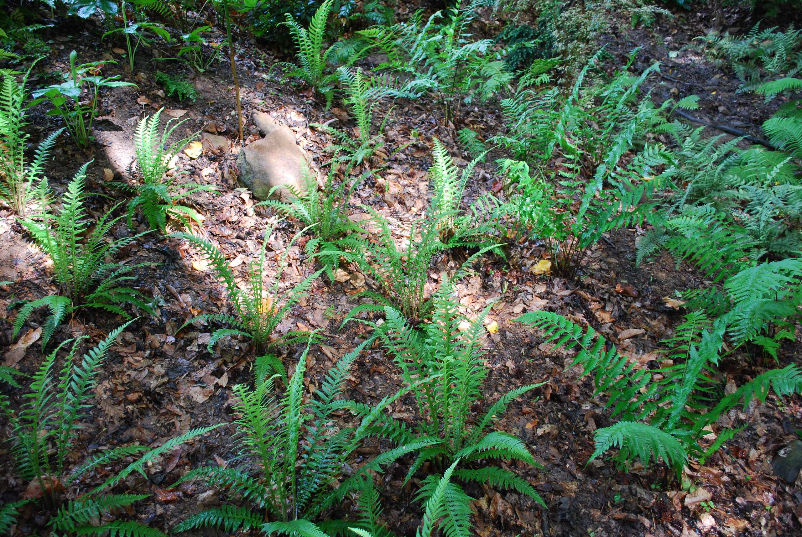 Japanese beech fern