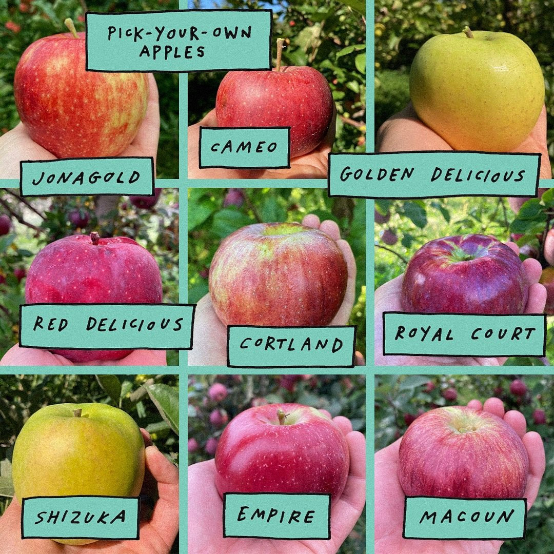 Pick you own Apple varieties in New York State