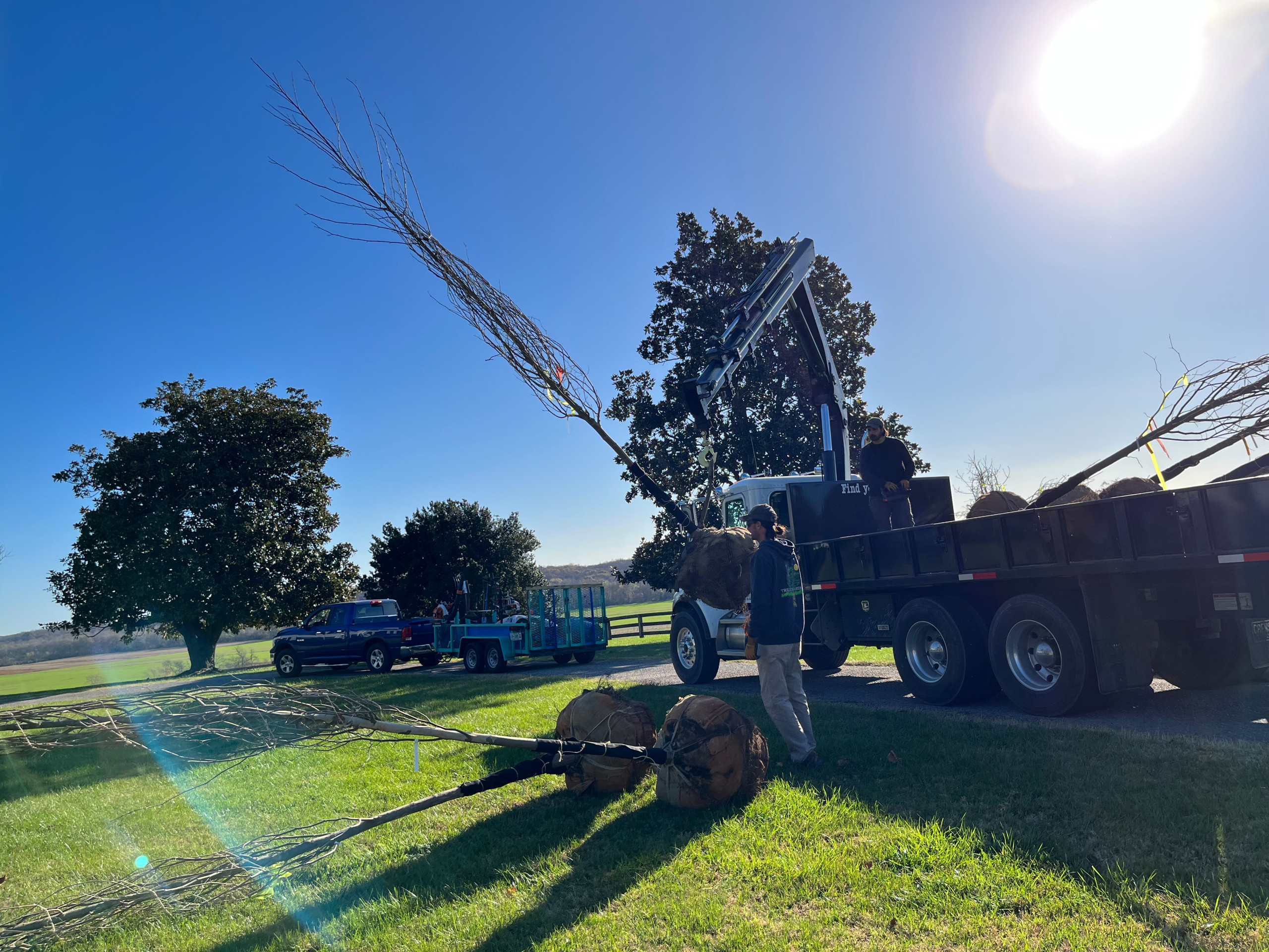 Tree Installation