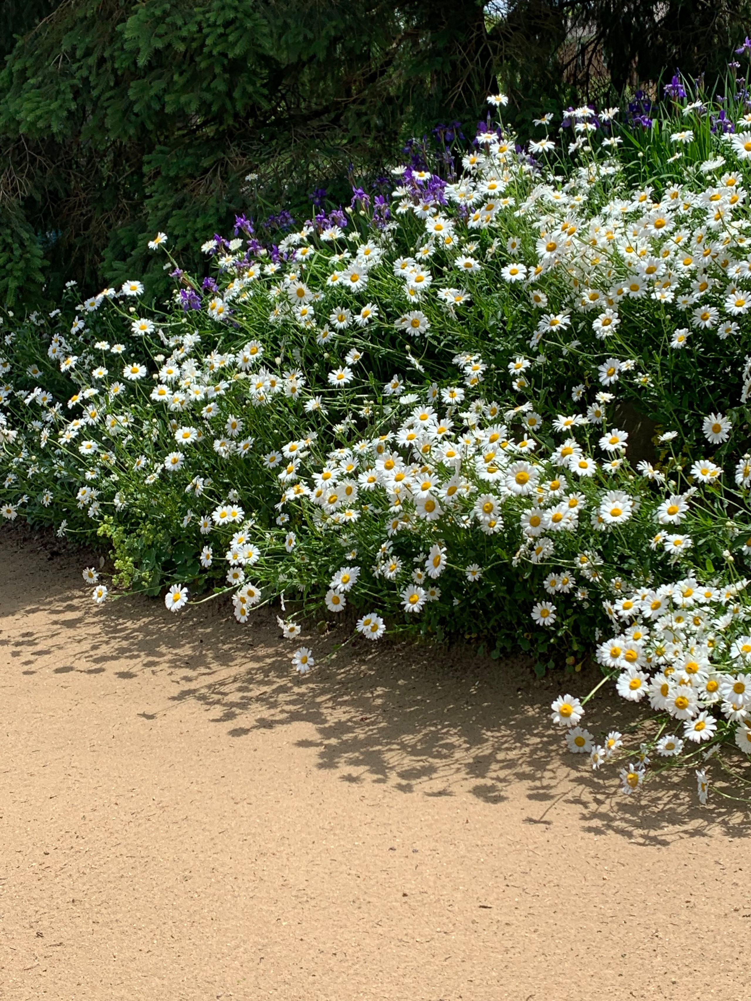 Garden Restoration- Before and After