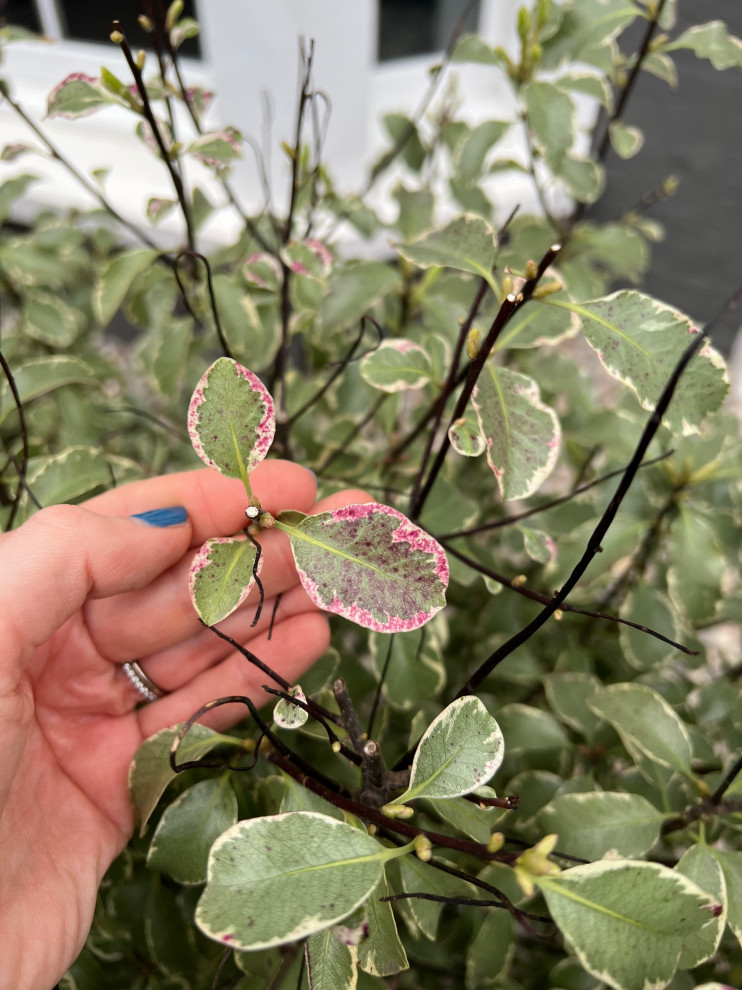 Variegated Pittosporum with hot pink dots?