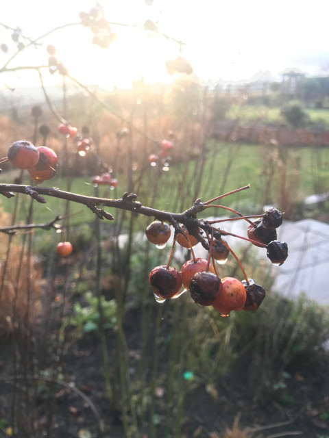 Autumn contemporary-traedgaard