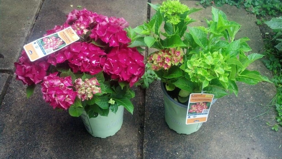 Merritt's supreme hydrangea deals