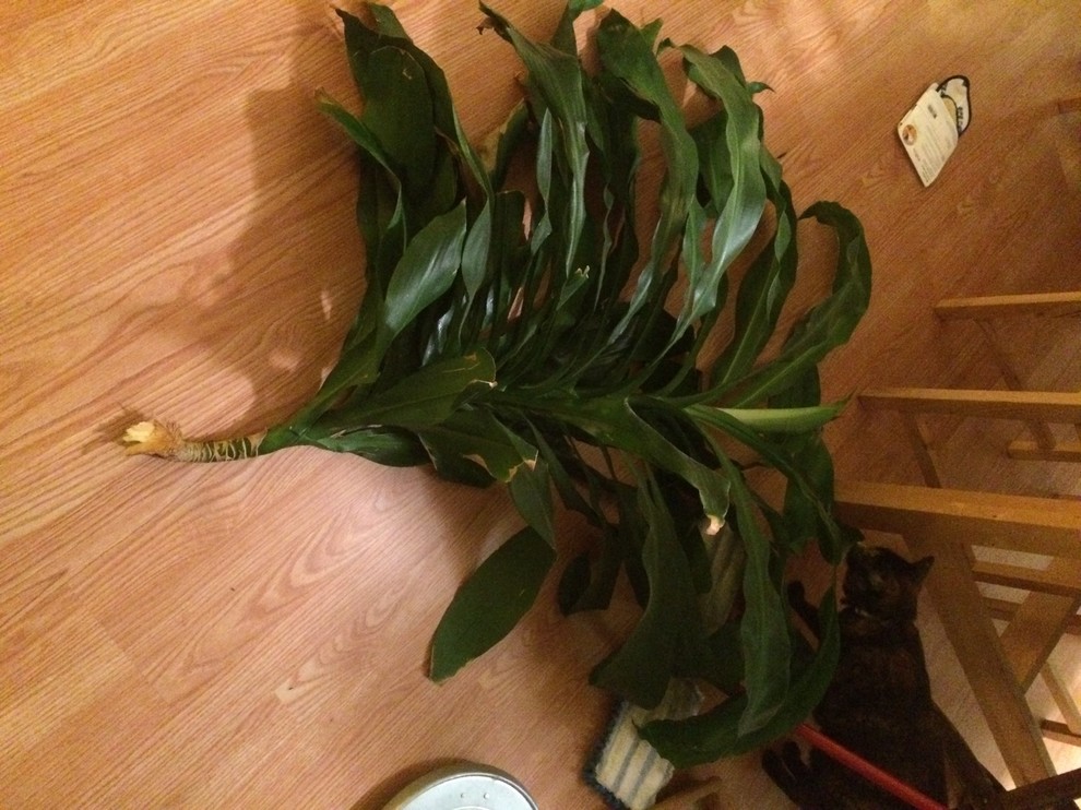 golden pothas Golden Pothos 6