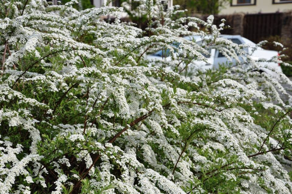 Сенькино московская обл