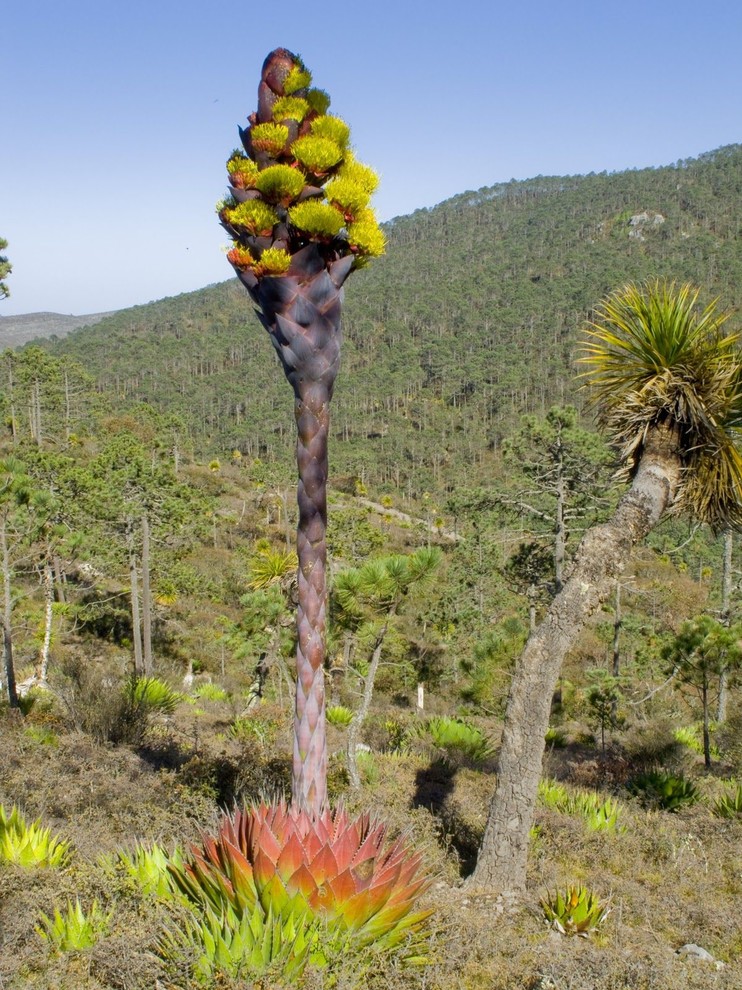 アガベ Agave montana 'Tiffany' 252 Item Preview