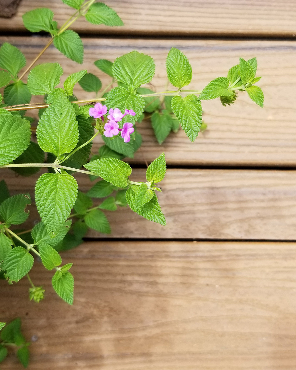 North Hall Screened Porch & Deck Repair