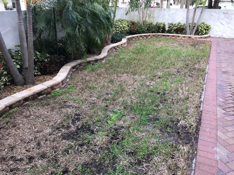 укладка рулонного газона