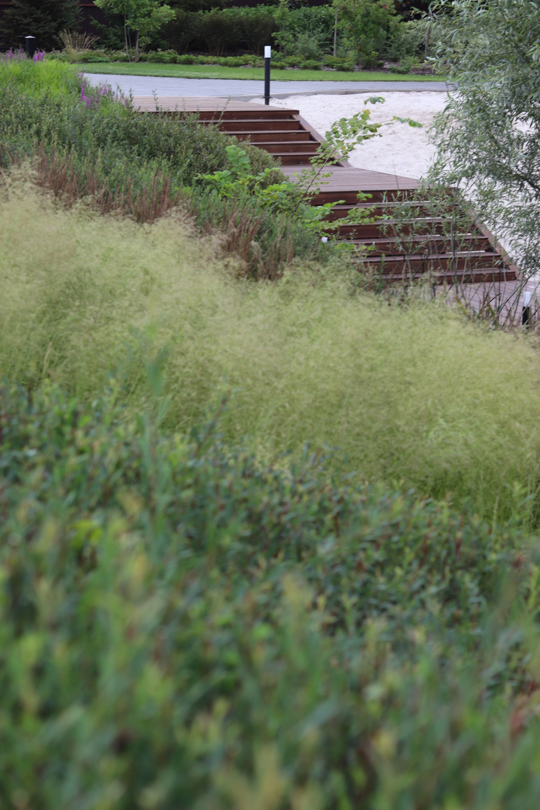 WB Берег пруда (май,июнь)