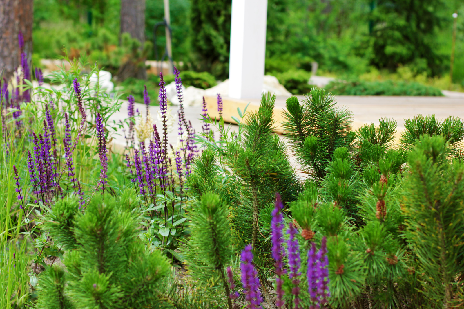 Сад в "Охтинском парке"