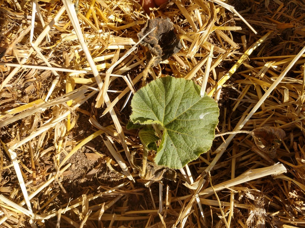 Squash plants look frost damaged, but we have not had a frost!!