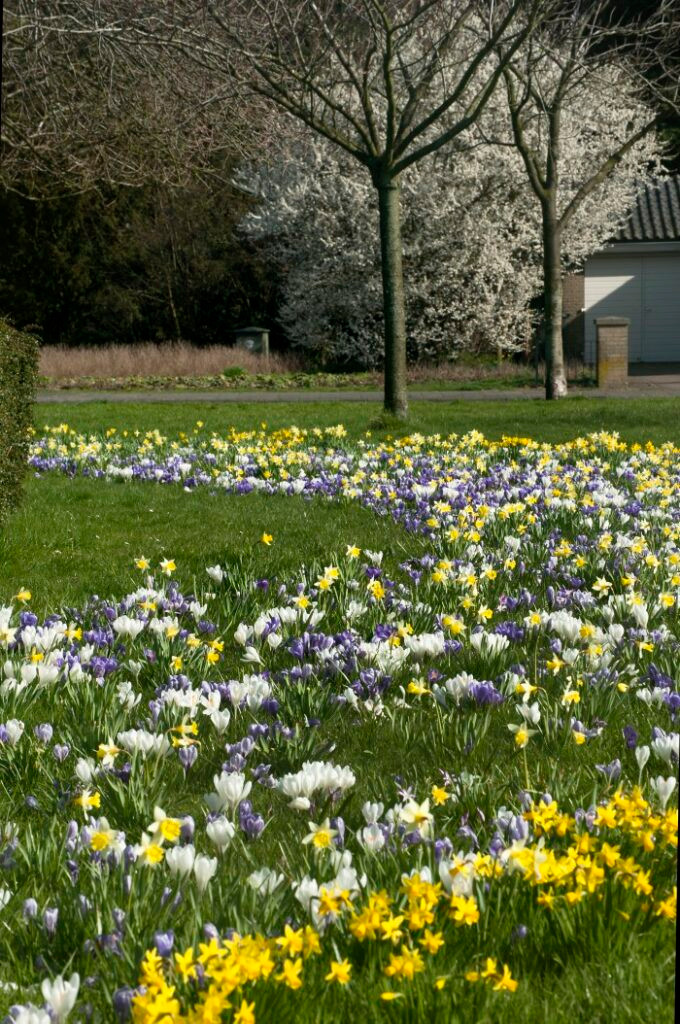 Spring Bulbs - Crocus Fields