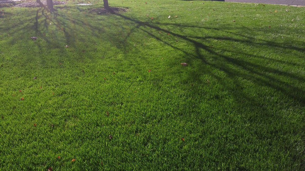 Winterization Lawn Advice, Northern Virginia, Zone 7, Pics