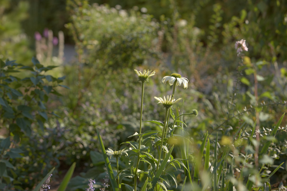 Отражение в каплях росы