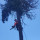 All Day Tree Service's