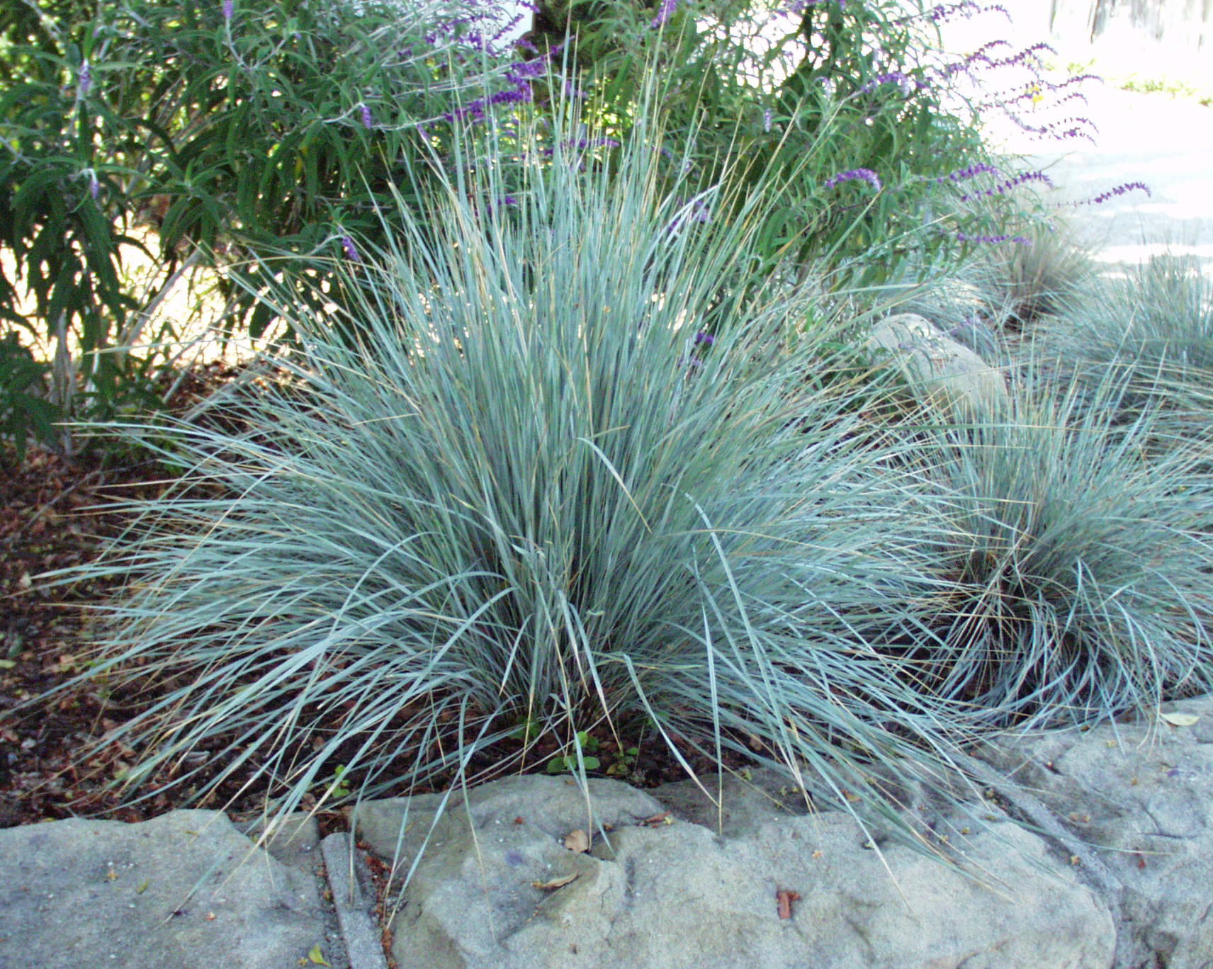 Great Design Plant: Blue Oat Grass