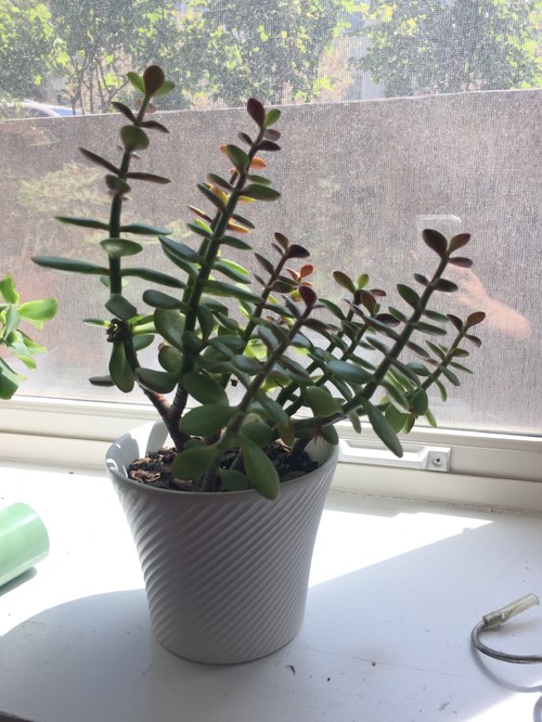 Jade plant growing roots on stem