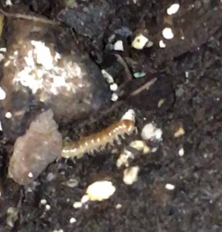 How do I get rid of these worms in my lemon/orange trees?