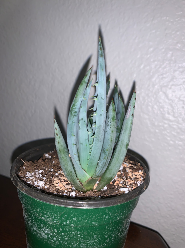 Aloe Identification