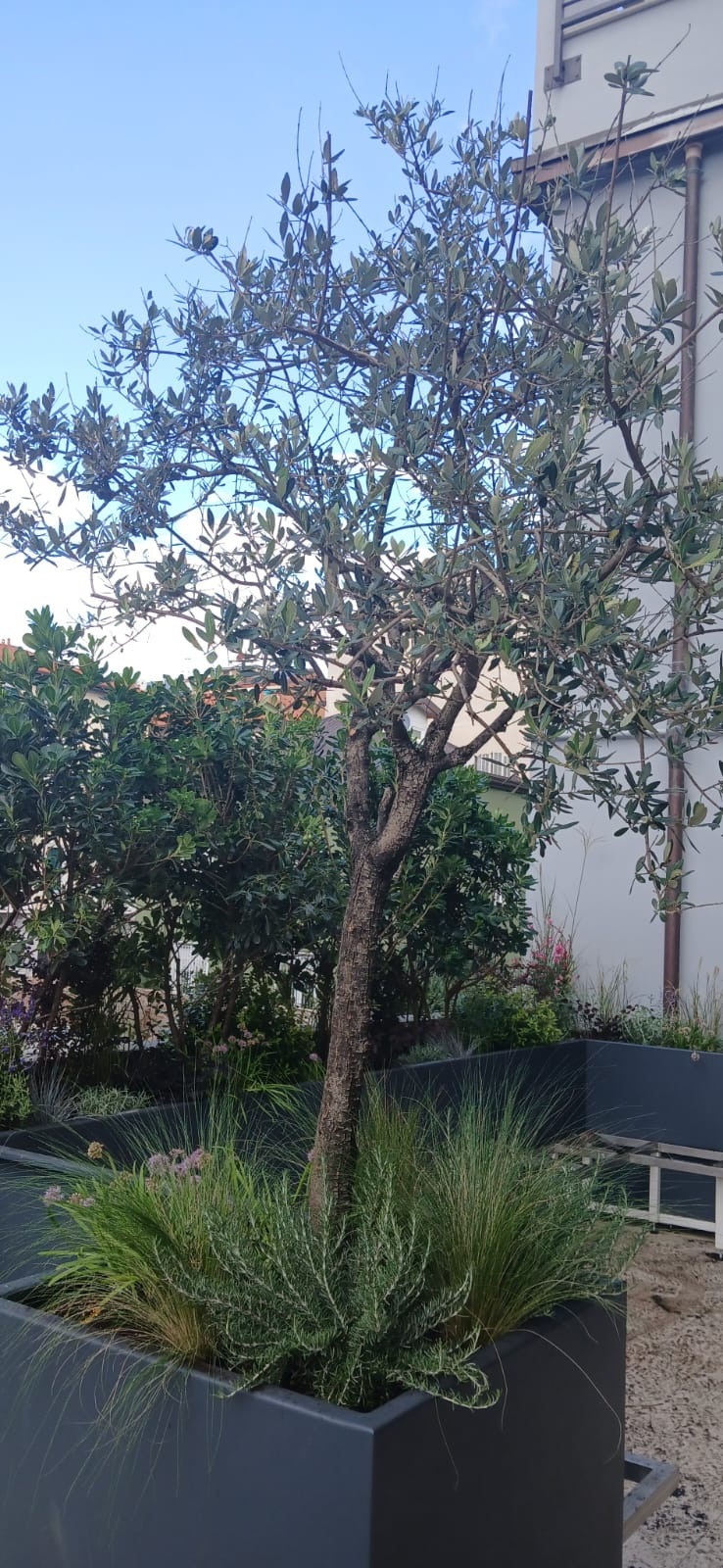 Realizzazione Terrazza dai sapori mediterranei