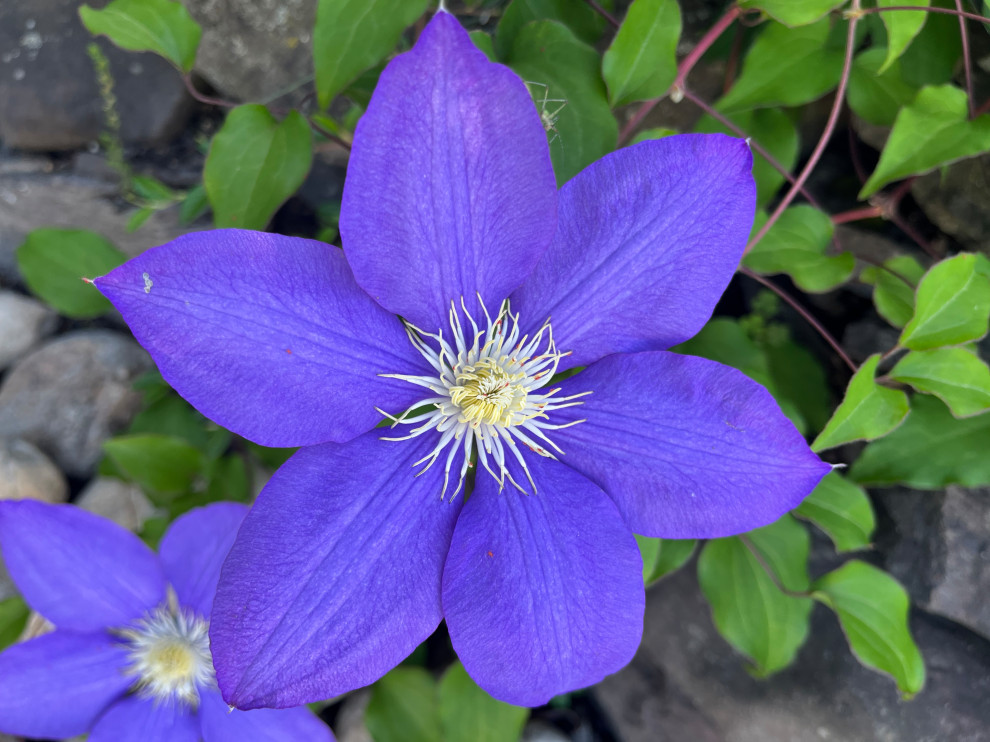 Fine Gardening