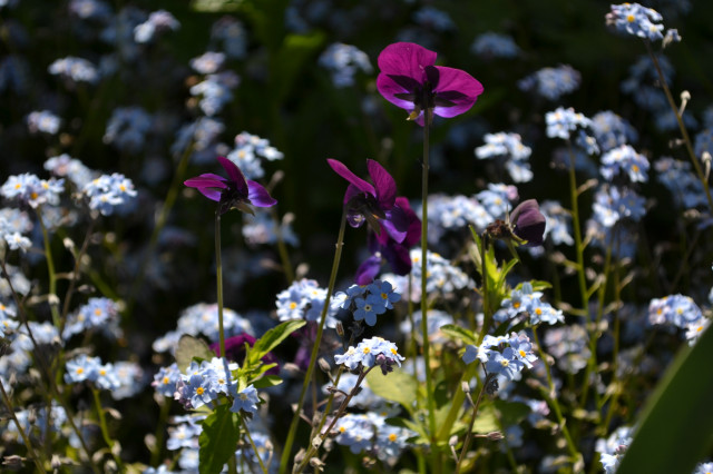 Impressionen mit Pflanzen garden