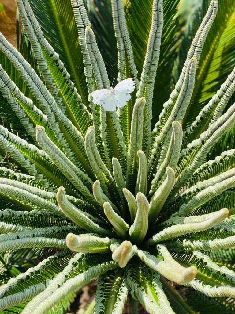 Diseño y Ejecución de jardín íntero