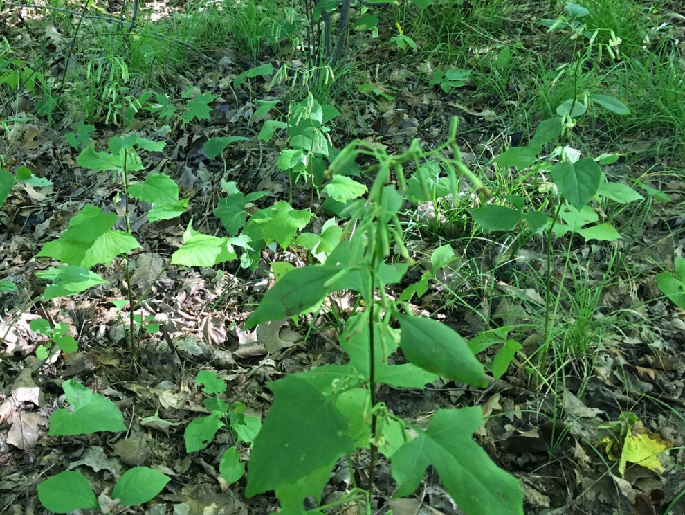 Woodland perennial with variable leaves & small drooping flowers