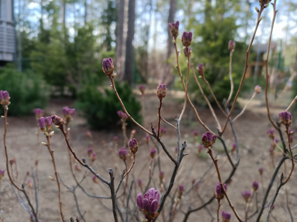 Участок в сосновом лесу, 2020