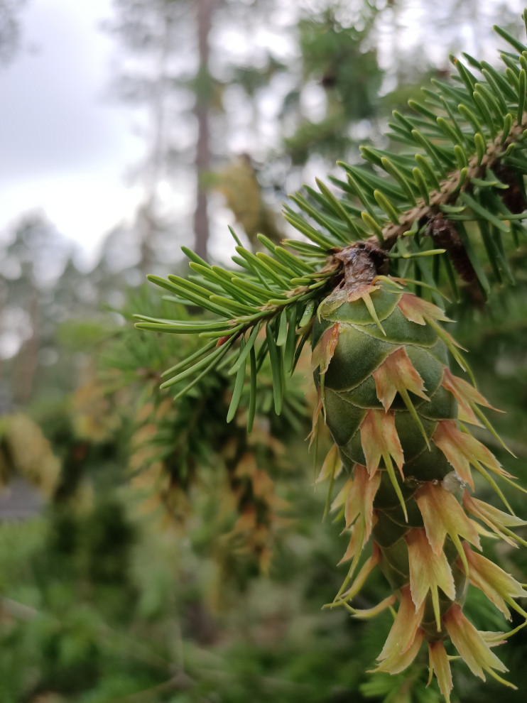 Участок в сосновом лесу, 2020