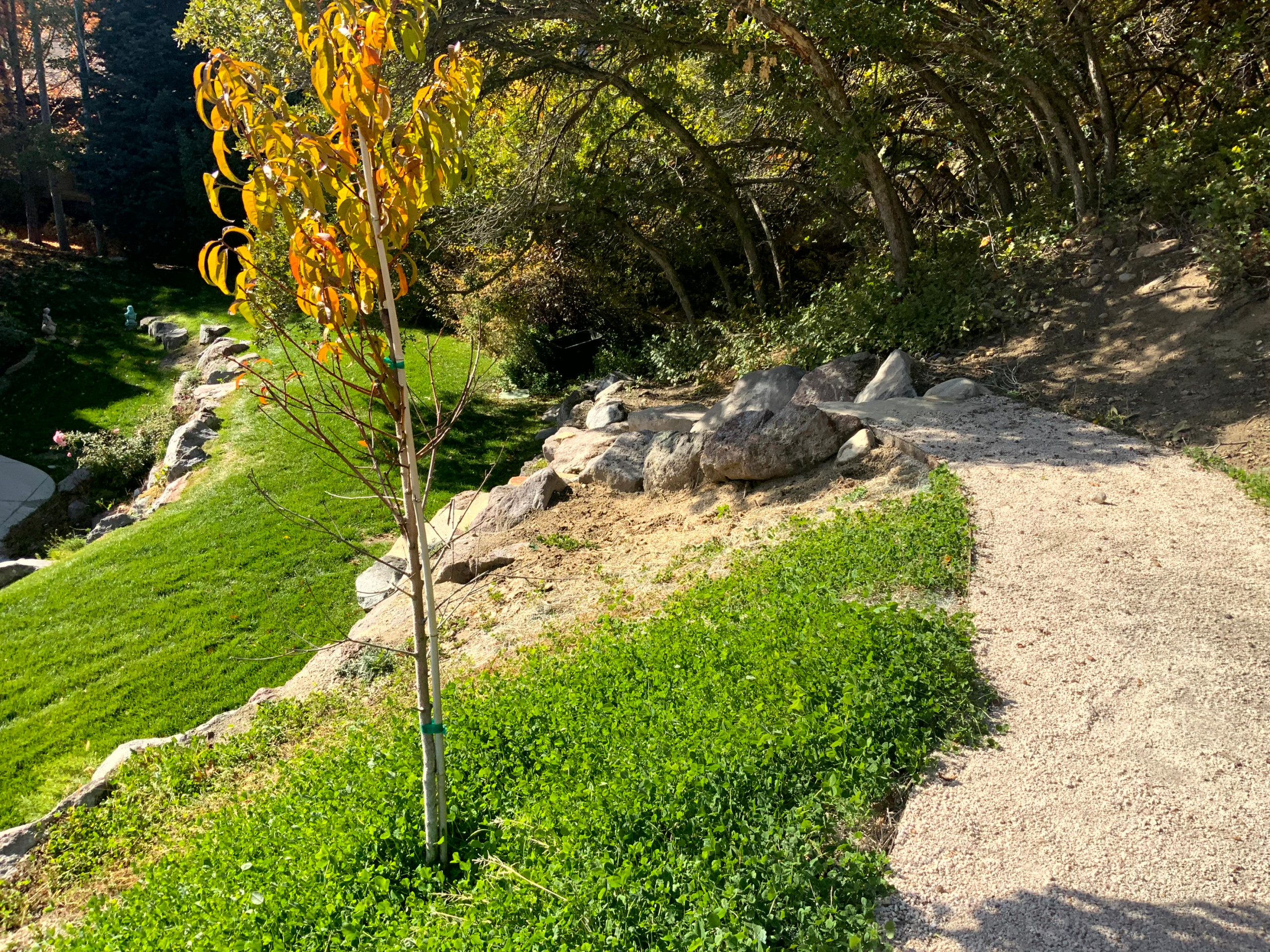 Mountain Meadow Garden