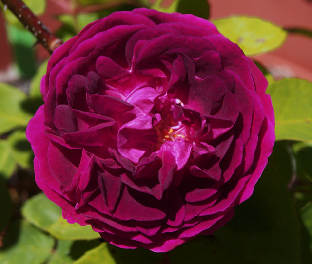 Vintage Gardens Mystery Roses