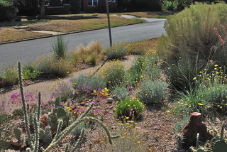 Native plants in the heat and drought