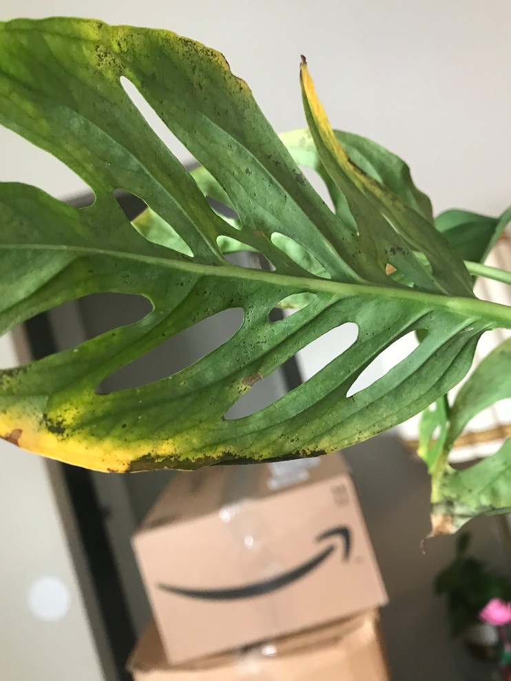 HELP! Monstera Adansonii | Houzz Forum