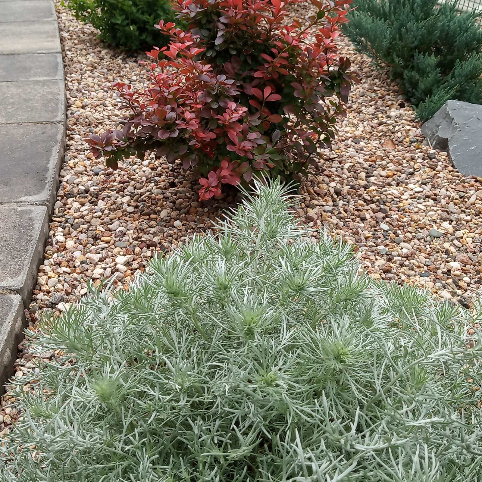 Берёзки и камни