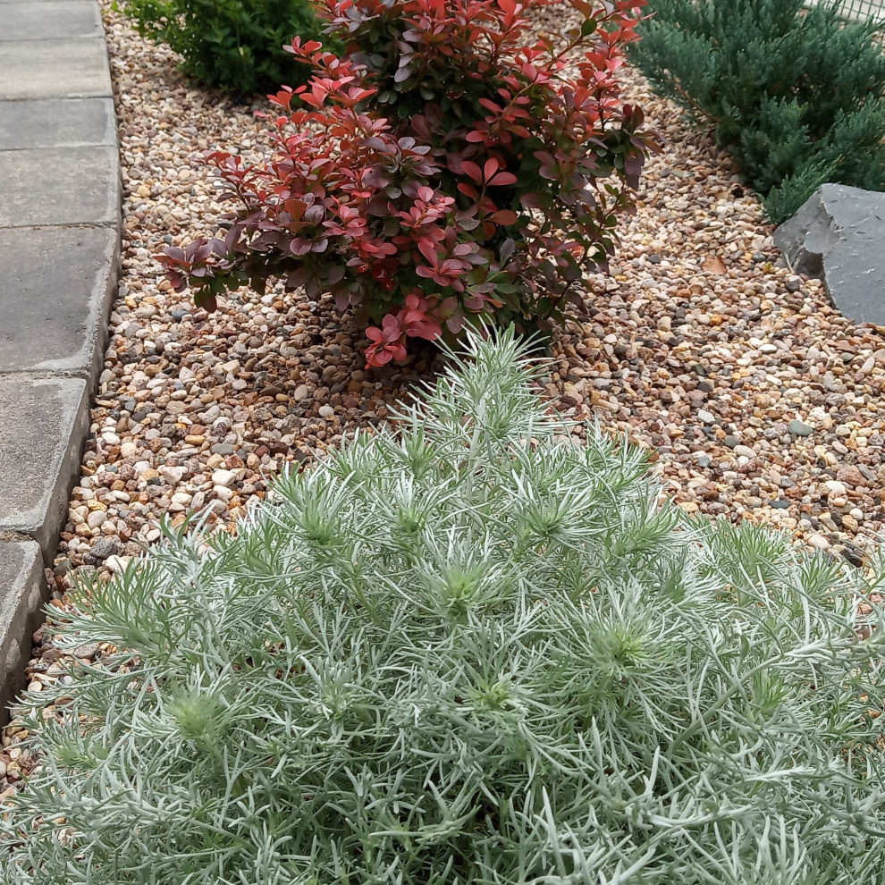 Берёзки и камни