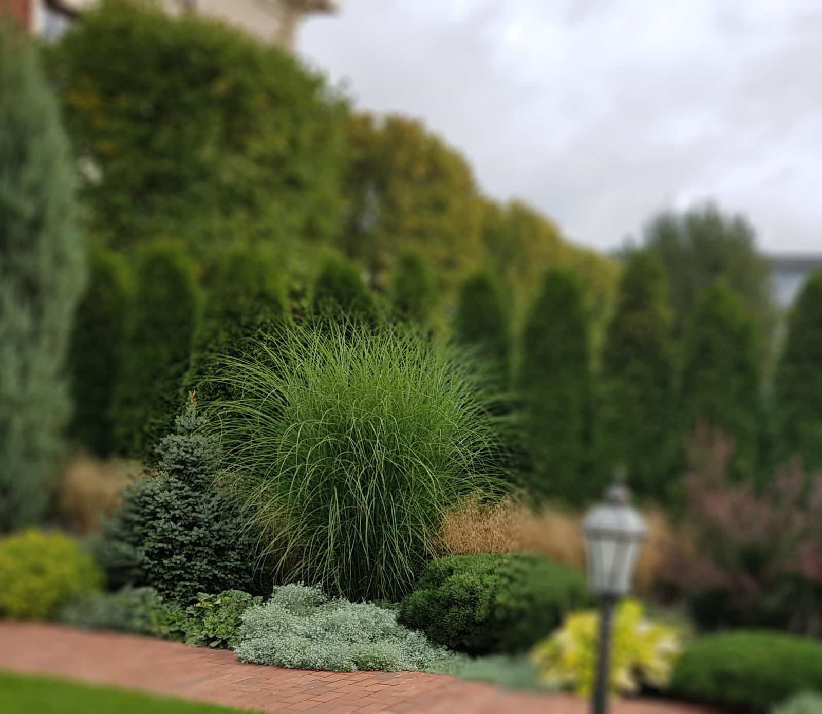 Сад с аурой