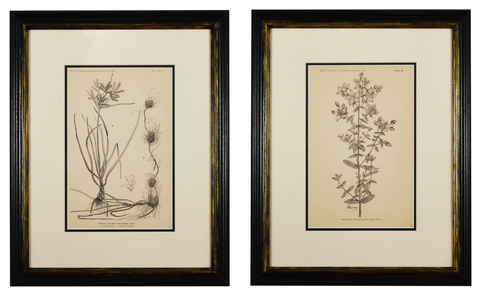 set of 3 posters Vintage herbarium plaques herbs leaves
