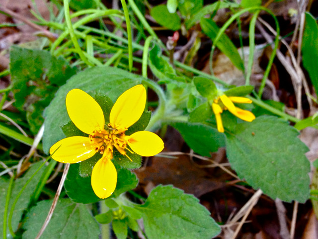 American Beauties Green-and-Gold Plant (Chrysogonum Virginianum)