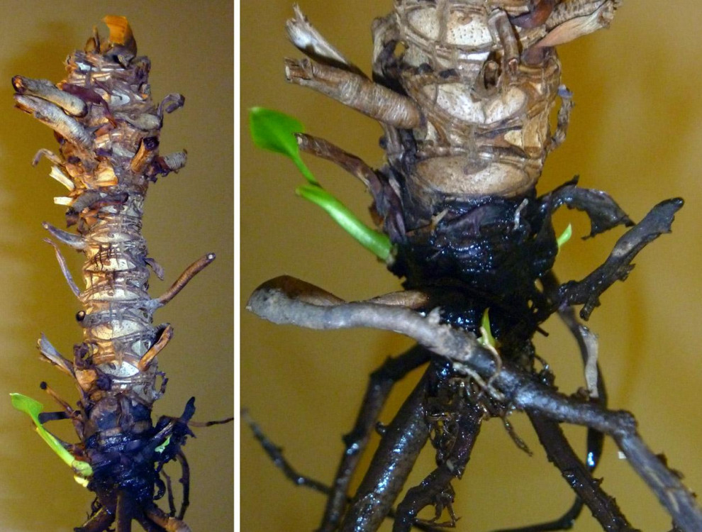 Advice to save neardead potted Tree Philodendron (P. bipinnatifidum)?