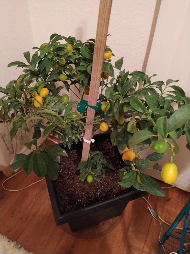 Kumquat leaves curling and dropping