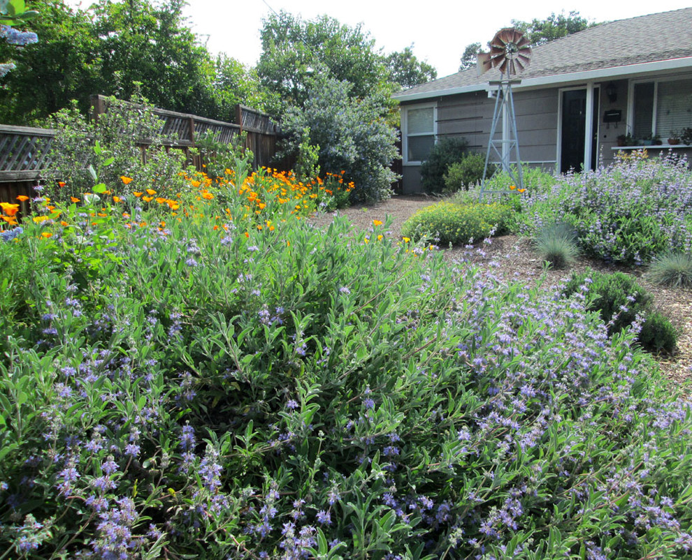 This is an example of a small country front yard full sun xeriscape for spring in San Francisco with a garden path and mulch.