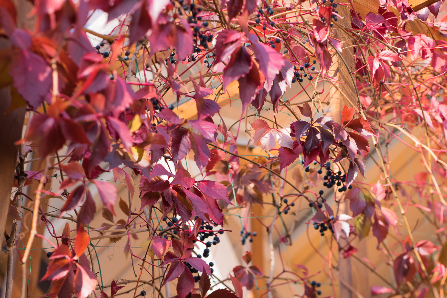 Дом в Речнике