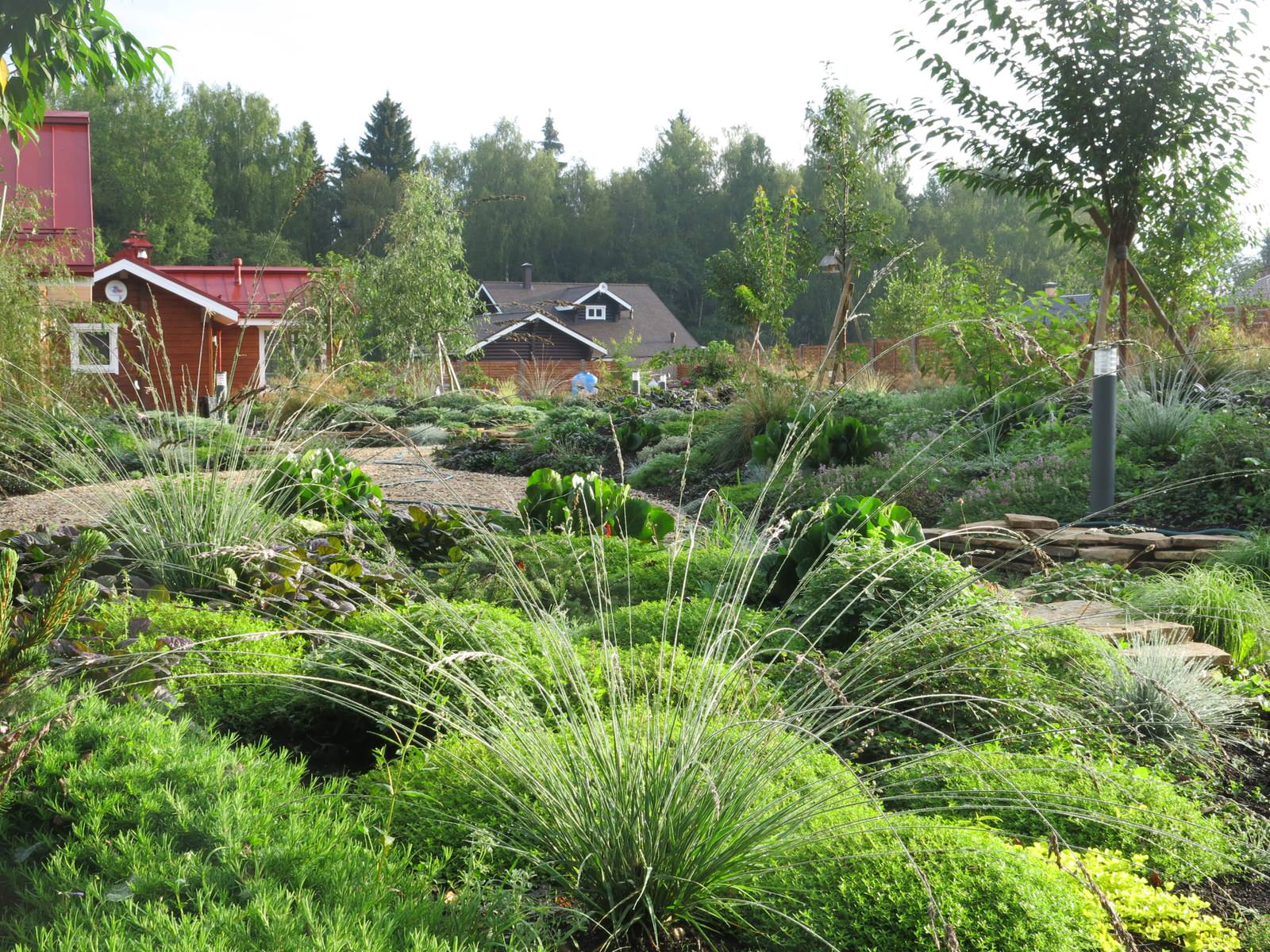 ЯГОДНОЕ ЛУКОШКО (РАСТВОРИВШИСЬ В РАДУГЕ). СЕЗОН 2016. УТРО