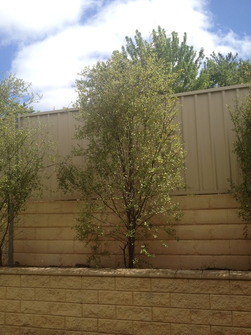 Garden Ideas To Hide Fence unique garden ideas to hide fence pin and more on a coverup hiding Garden Ideas To Hide Fence unique garden ideas to hide fence pin and more on a coverup hiding