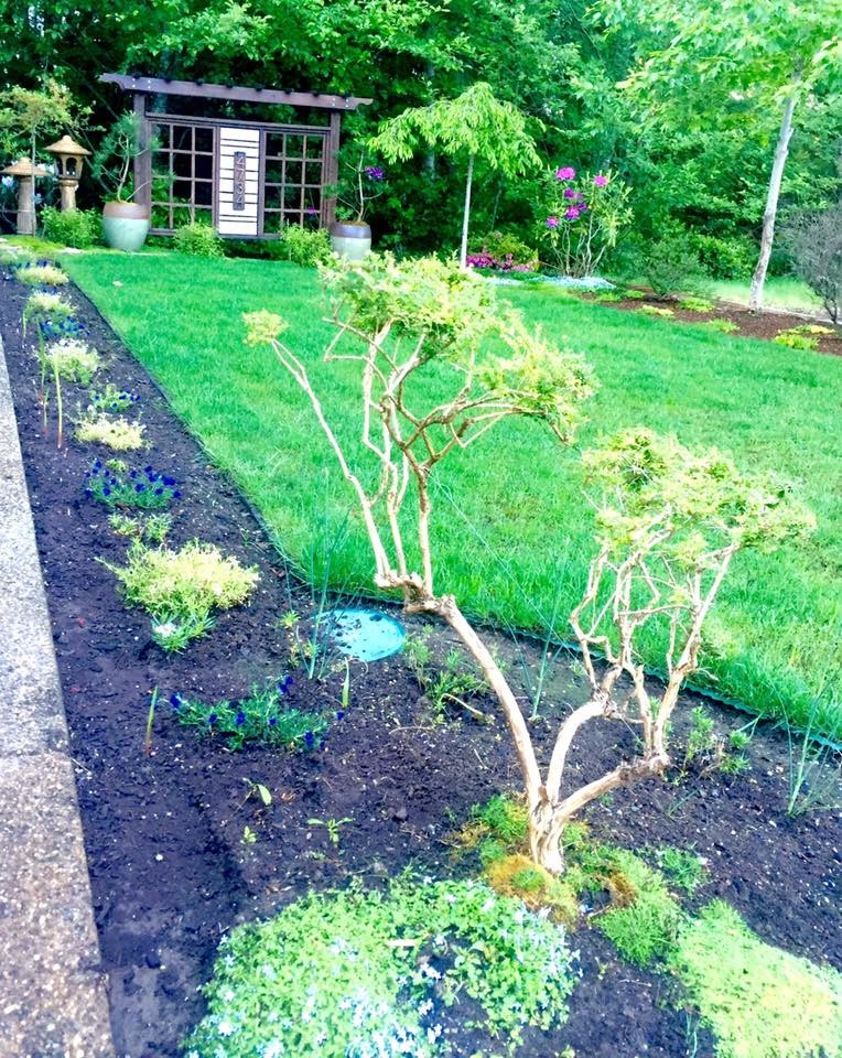 Your Mini Guide to Great Garden Edges