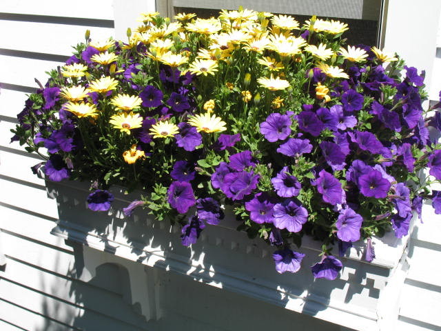 Window Boxes and Containers klassisch-garten
